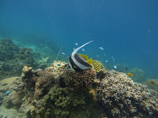 Pennant coral fish © Raphael
