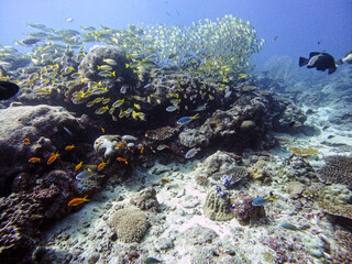Bluebanded snappers © Raphael