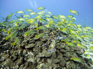 Bluebanded snappers © Raphael