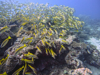 Bluebanded snappers © Raphael