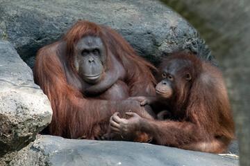 Bornean Orangutan (Pongo pygmaeus) Mother and Child Sitting on Rocks © DS light photography