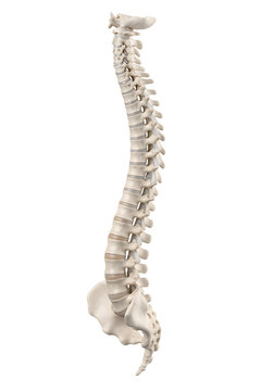 Detailed human vertebral column model showing spinal anatomy isolated on white background