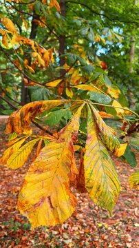 Autumn chestnut leaves on tree branch. Yellow and orange leaves of a chestnut tree hang on a branch against a blurred green forest background.