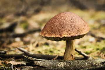 Fototapeta premium Bay bolete mushroom growing on forest floor in autumn, edible Imleria badia with brown cap, macro nature background