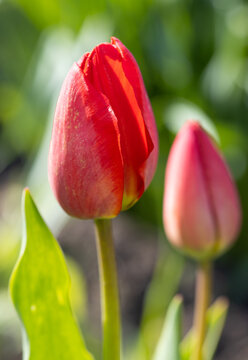 red tulip bud on green background.