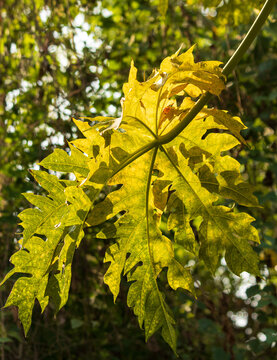 A leafy plant with a yellow stem