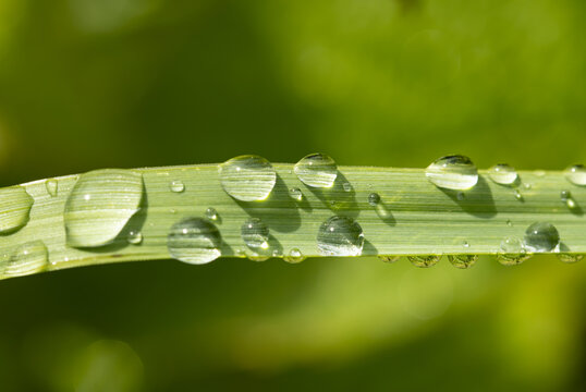 A leaf with water droplets on it