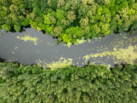 Polish summer forest with winding river captured from the air.