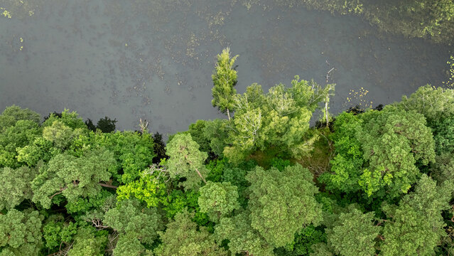 Top-down view of river and lush green forest, summer Poland.