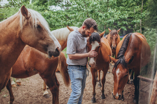 Bearded man gently bonding with herd of polesian horses. Trust and connection between man and group of horses, animal care, rural lifestyle, human-nature connection, kindness.