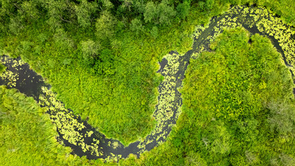 Plakat Curvy river slicing through a green summer forest, aerial Poland.