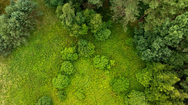 Green summer forest and swamps in Poland.