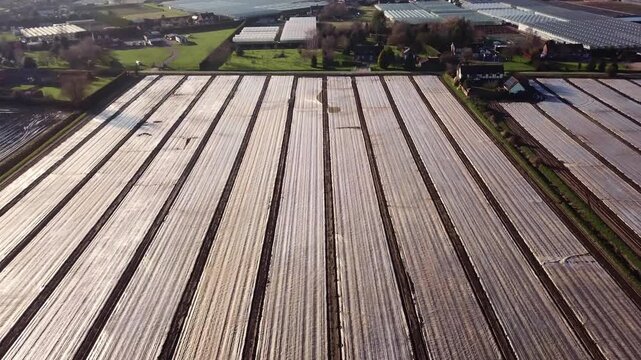 Agricultural field plastic sheeting in rows on flat farmland, aerial descend.