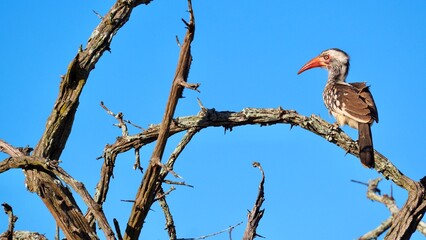 Southern red-billed hornbill perched on a branch in front of blue sky in a private game reserve near Kruger National Park, South Africa © ViaggioMoments