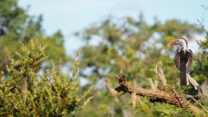 Southern red-billed hornbill perched on a dead branch in a private game reserve near Kruger National Park, South Africa © ViaggioMoments