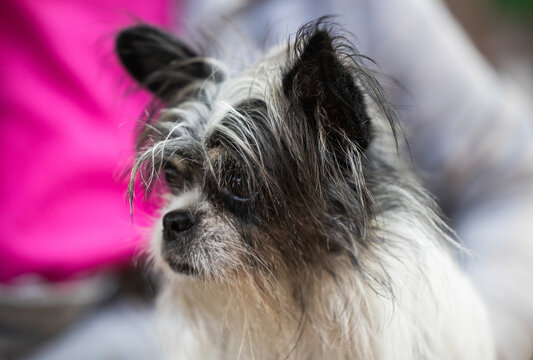 Shaggy Black and White Dog &ndash; Side Profile Close-Up