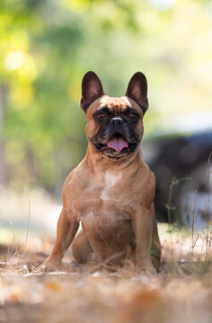 French Bulldog Sitting Outdoors in Nature