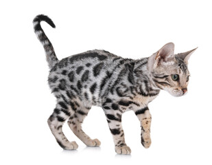 bengal kitten in studio © cynoclub