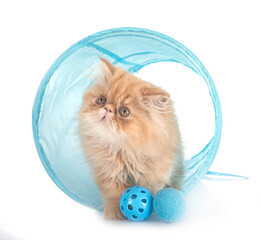 persian kitten in studio © cynoclub