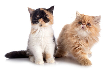 kitten in studio © cynoclub