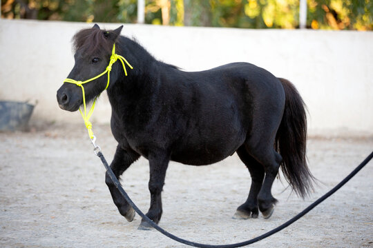 miniature horse with halter