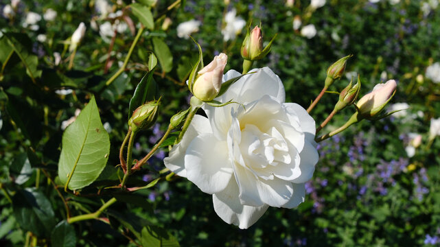 Beautiful white roses and buds on the garden flower bed in the park.