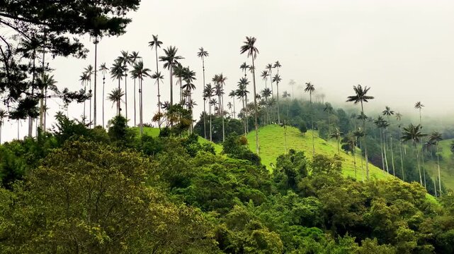 Tall palms rise above grassy ridges and dense forest, with distant trees fading into low cloud in Colombia's Cocora Valley.