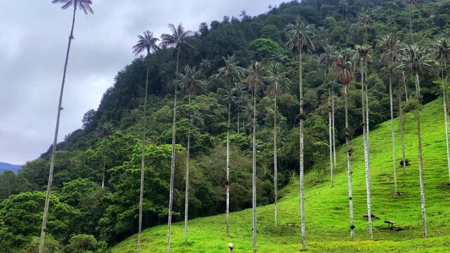 A horse stands on a grassy hillside among tall palms, with dense forest rising behind it in Cocora Valley, Colombia.