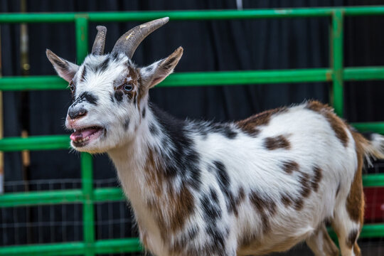A white and black spotted goat in Phoenix, Arizona