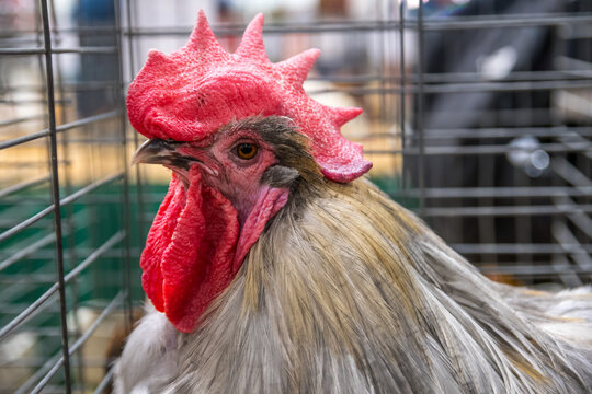 A big rooster inside a cage in Phoenix, Arizona