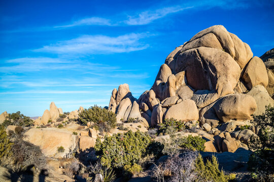 Joshua Trees in Joshua Tree National Park, California