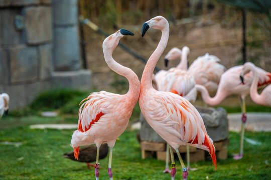 A group of Chilean Flamingoes in Tucson, Arizona
