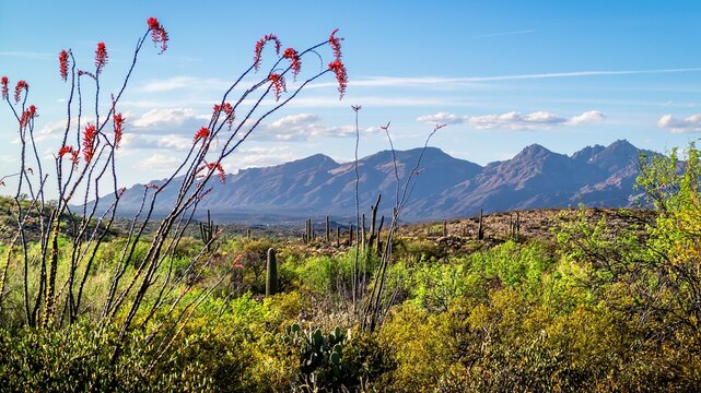 An overlooking view of nature in Tucson, Arizona