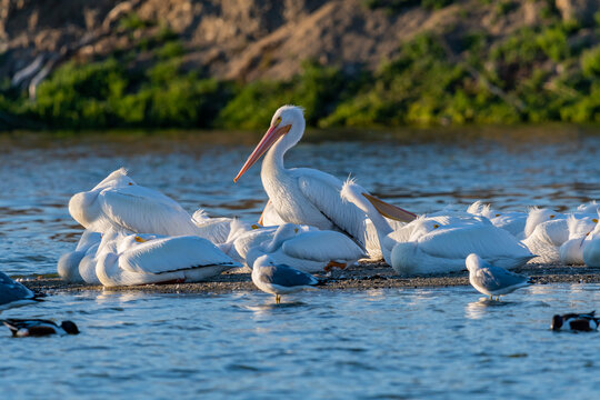 A Group of American White Pelicans resting around Lake Elsinore, California