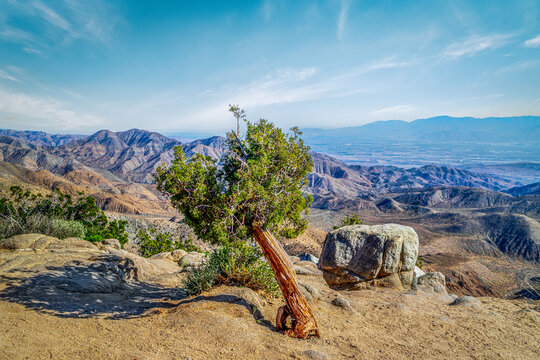Joshua Trees in Joshua Tree National Park, California
