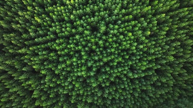 Vertical Aerial Top Down of Dense Evergreen Forest - Dolly Out