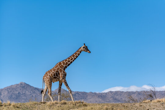 A long slender giraffe in Palm Springs, California