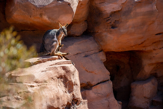 A Rock Wallabies in Palm Springs, California