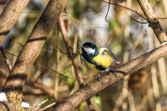 The Great Tit, Parus major from the tit family Paridae. It is easily recognisable by its black and yellow plumage