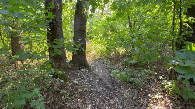 path in the forest