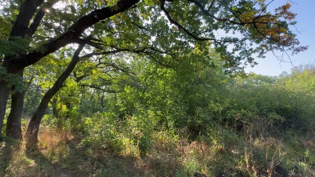 trees in the forest