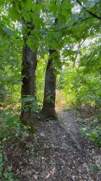 path in the forest