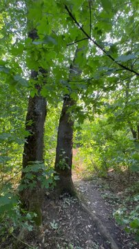 path in the forest