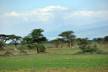 African landscape with zebras and volcano, Tanzania © Oleg Znamenskiy