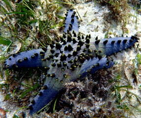 Philippines sea life © Brian
