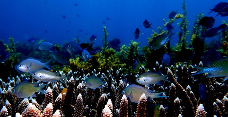 Philippines sea life © Brian
