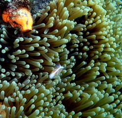 Philippines sea life © Brian