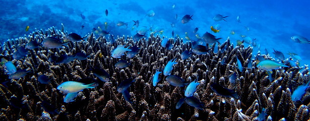 Philippines sea life © Brian