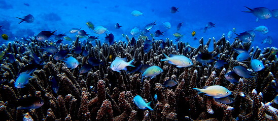 Philippines sea life © Brian