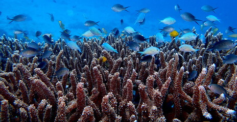 Philippines sea life © Brian
